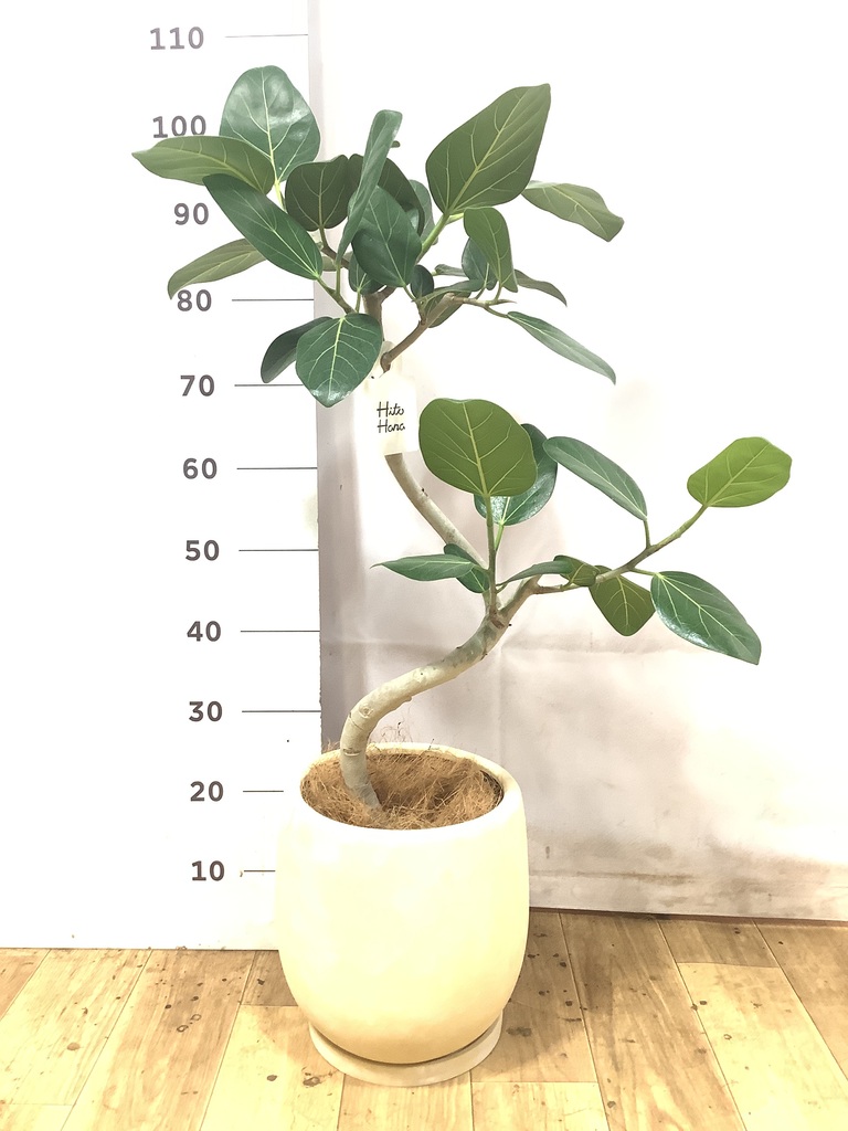 フィカス ベンガレンシス 1点もの（現品・現物） | 観葉植物 | 送料