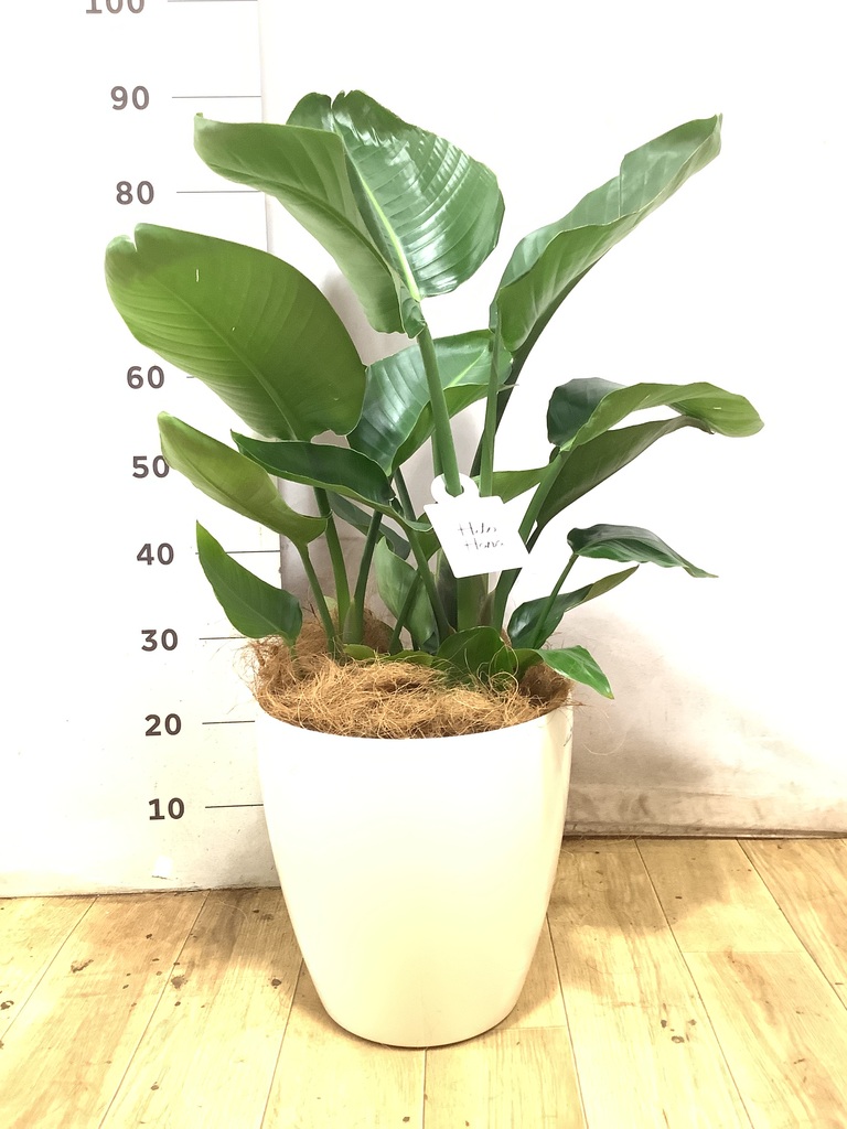 オーガスタ 8号 | 観葉植物の通販ならHitoHana