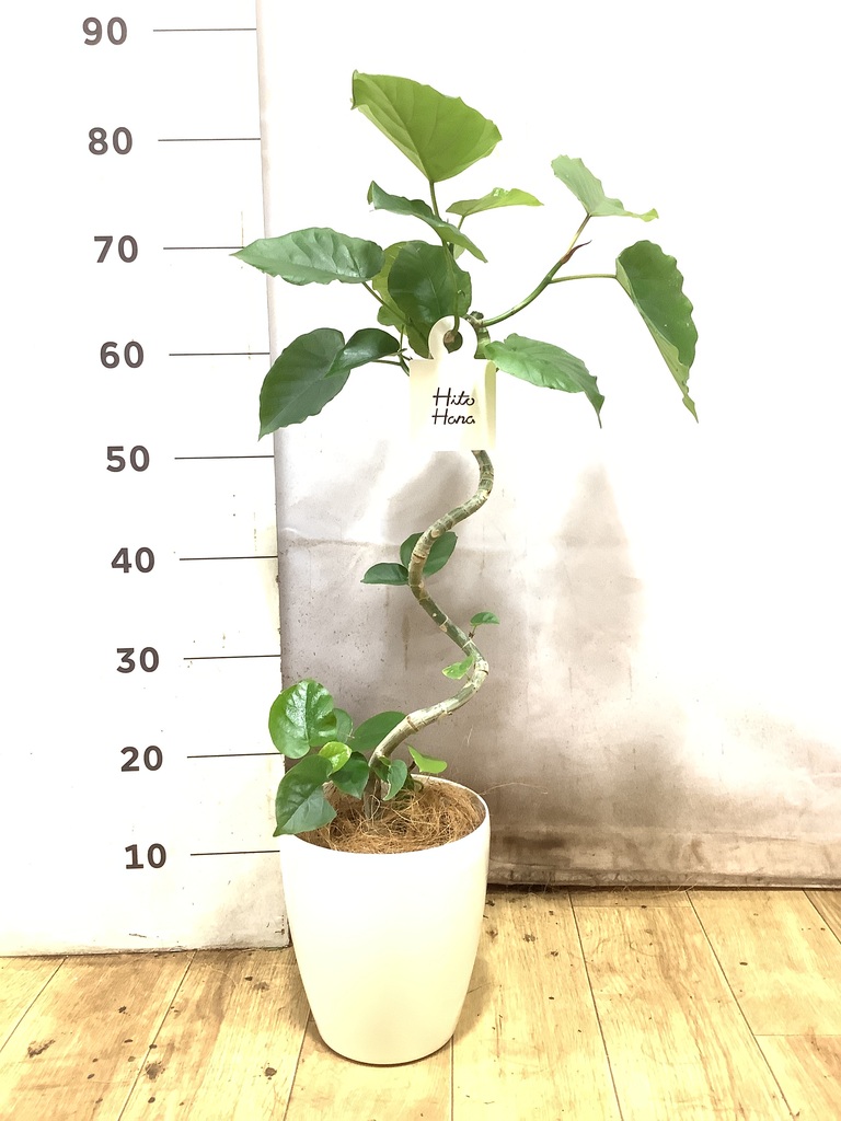 観葉植物 フィカス ウンベラータ 5号 曲り ラスターポット 付き | 観葉 観葉植物 フィカス ウンベラータ 5号 曲り ラスターポット 付き | 観葉