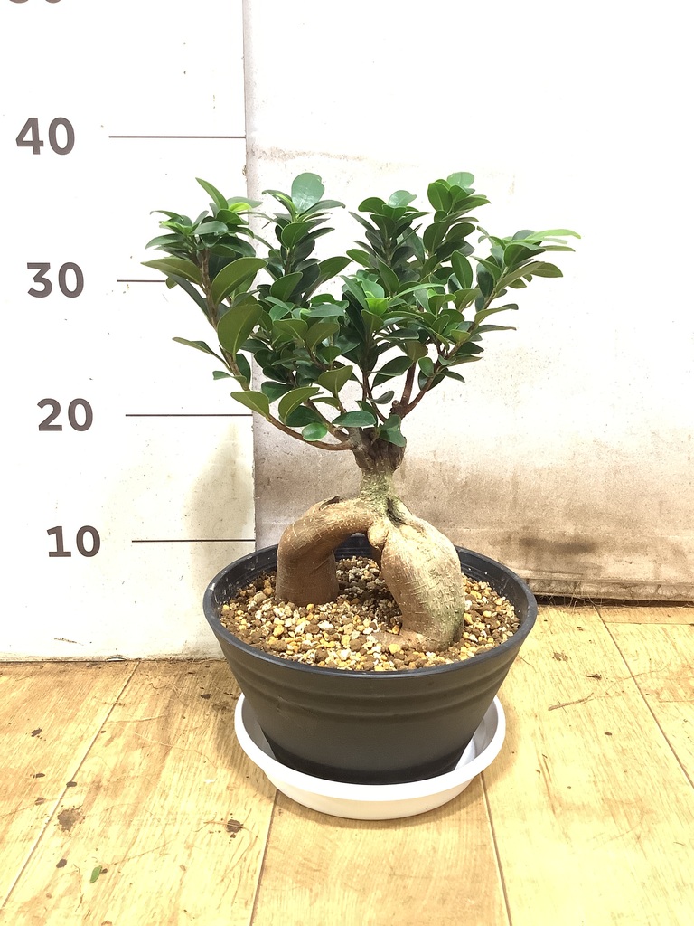 ガジュマル 7号 | 観葉植物通販HitoHana(ひとはな)