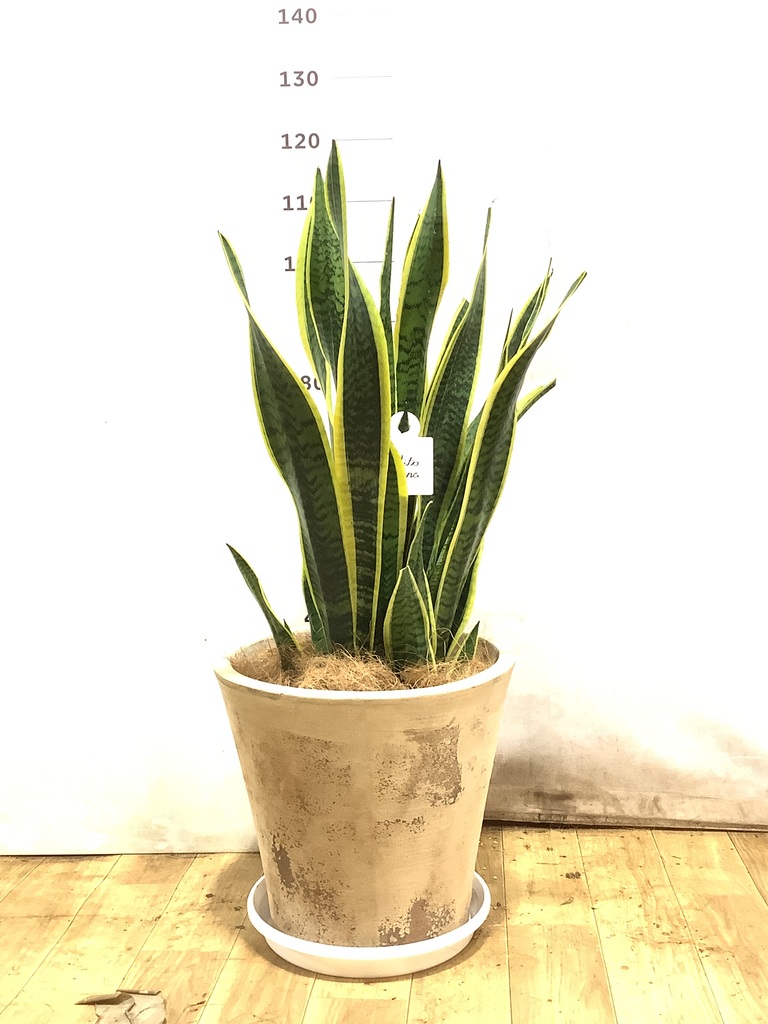 観葉植物 サンスベリア 10号 トラノオ サンディ シリンダー 白 付き