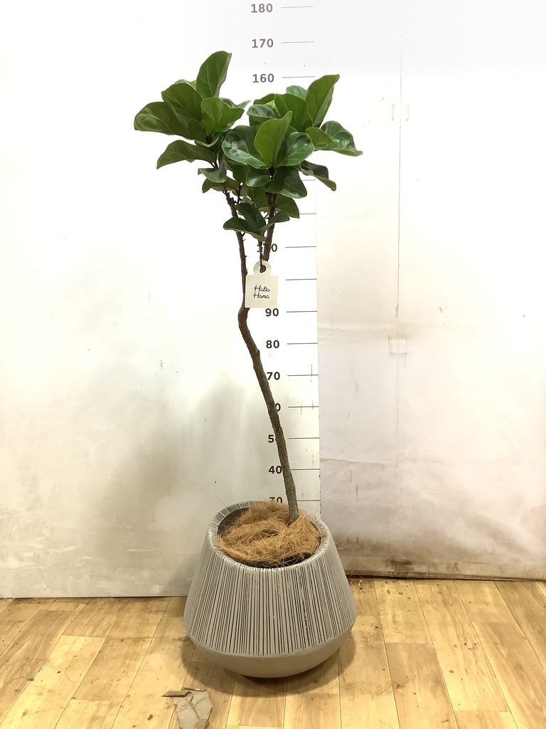 カシワバゴムの木 バンビーノ | 観葉植物通販HitoHana(ひとはな)