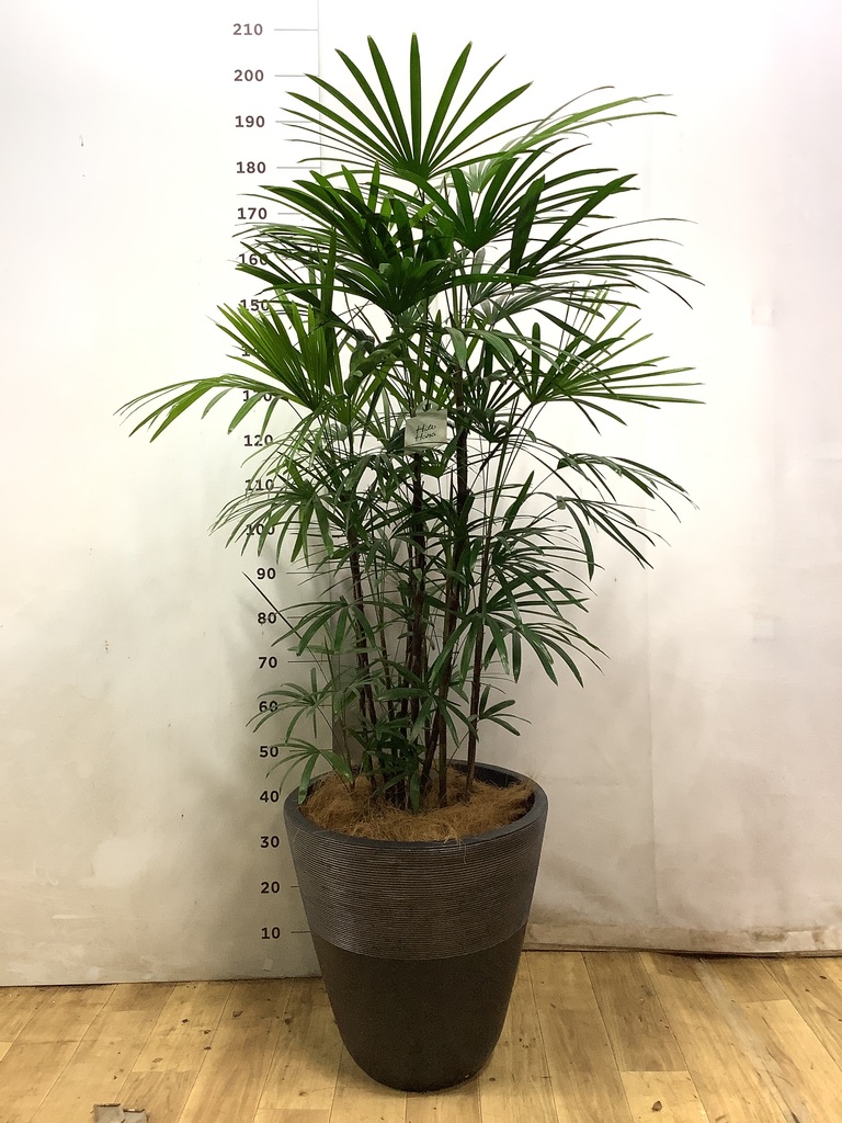 シュロチク 10号 | 観葉植物 | 送料無料でお届け - Hitohana（ひとはな）