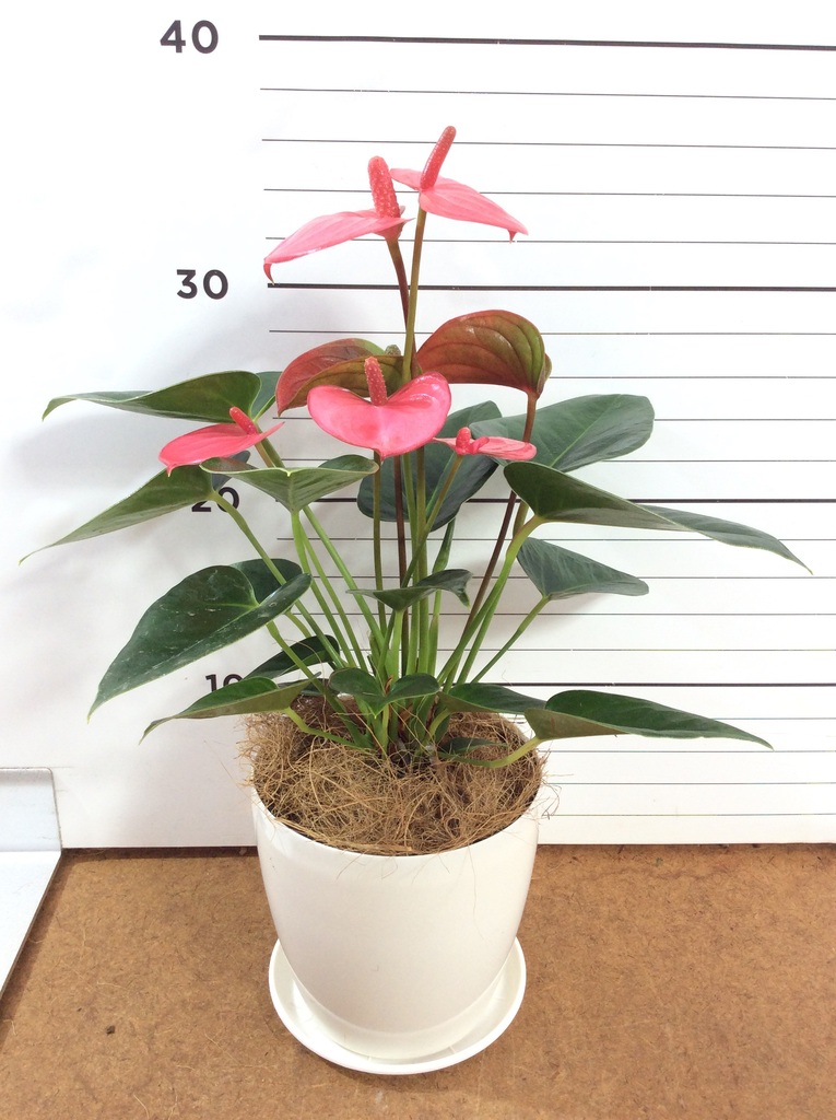 さゆりん☆です♪複数割引！アンスリウム　ハイビスカス4 サクララン　苗 アンスリウム 4号 | 観葉植物 | 送料無料でお届け - Hitohana（ひとはな）