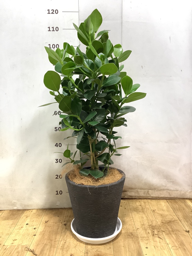 観葉植物 クルシア ロゼア プリンセス 8号 ビトロ エンデカ ゴールド