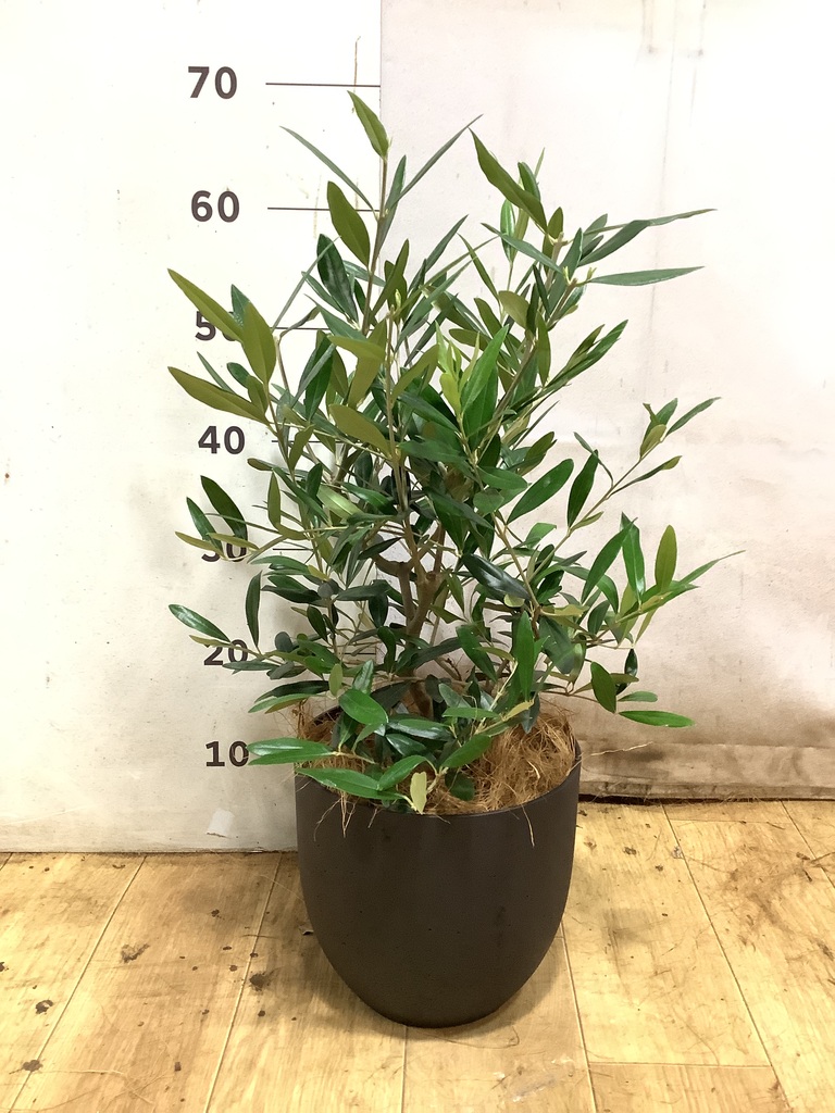 オリーブの木 5号 | 観葉植物の通販ならHitoHana（ひとはな）