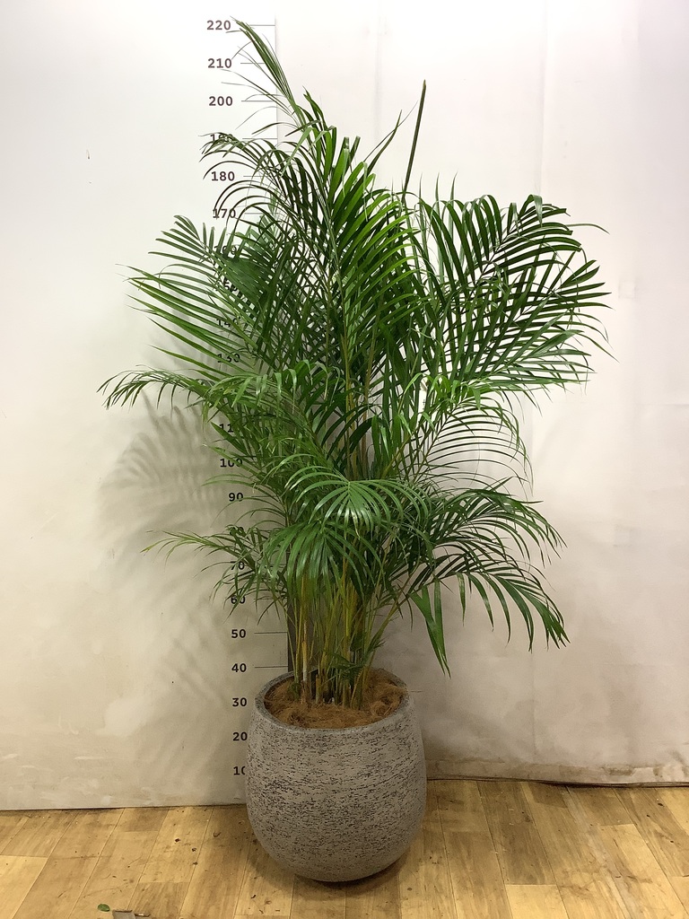アレカヤシ 10号 | 観葉植物 | インテリアやギフトに - Hitohana（ひと