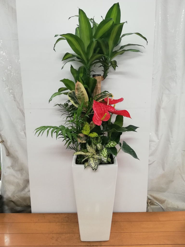 観葉植物 ドラセナ 幸福の木 10号 寄せ植え 角高陶器 | 観葉植物なら