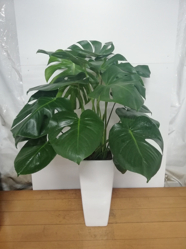 観葉植物 モンステラ【80cm】7号 斑入り プラスチック鉢 #69045 | 観葉