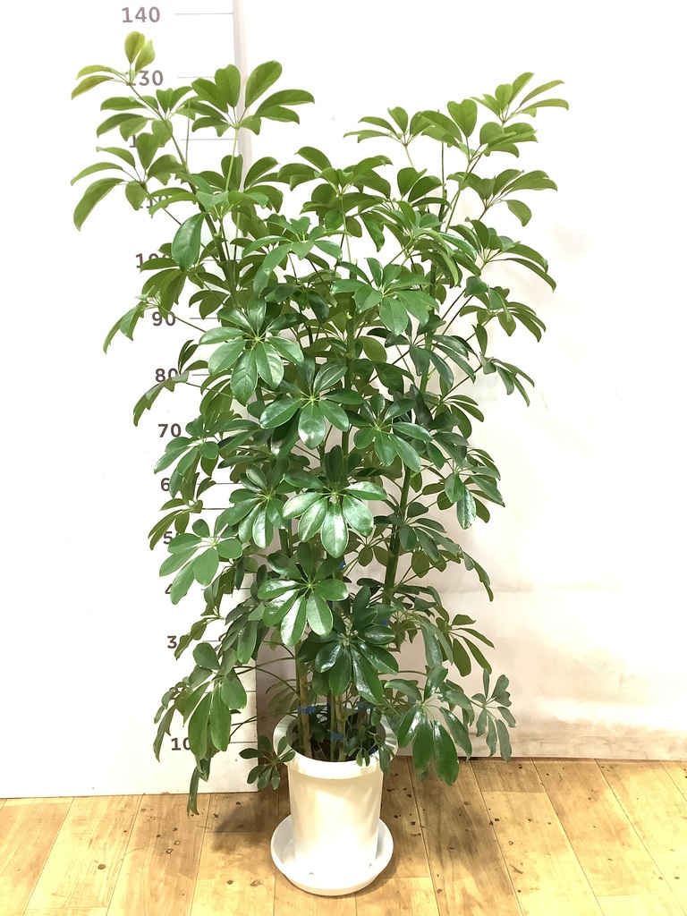 観葉植物 シェフレラ 170cm 観葉植物 シェフレラ（カポック） 7号 ノーマル プラスチック鉢 | 観葉