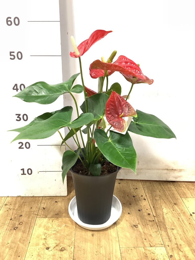 アンスリウム 6号 | 観葉植物 | 送料無料でお届け - Hitohana（ひとはな）