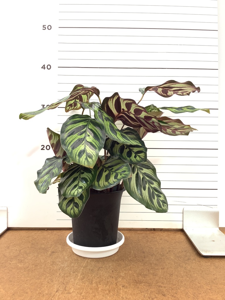 観葉植物 カラテア 4号 マコヤナ エメリ 14 S カーキ 付き | 観葉植物