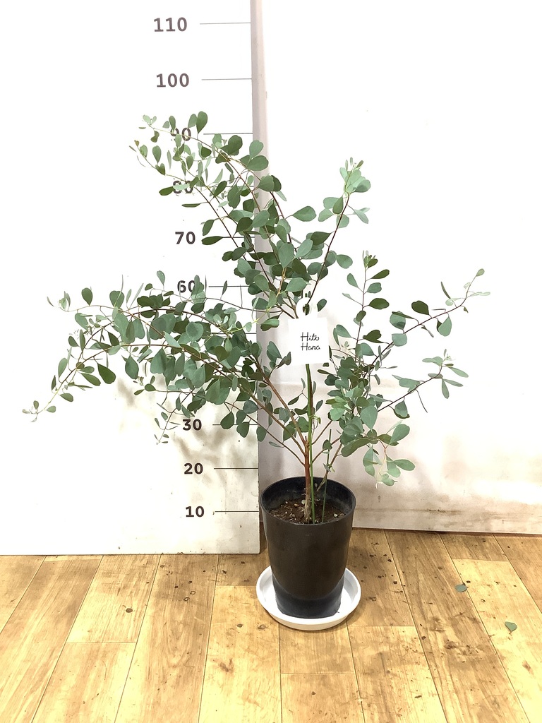 観葉植物 ユーカリ 7号 ウェブステリアナ（ハートリーフ