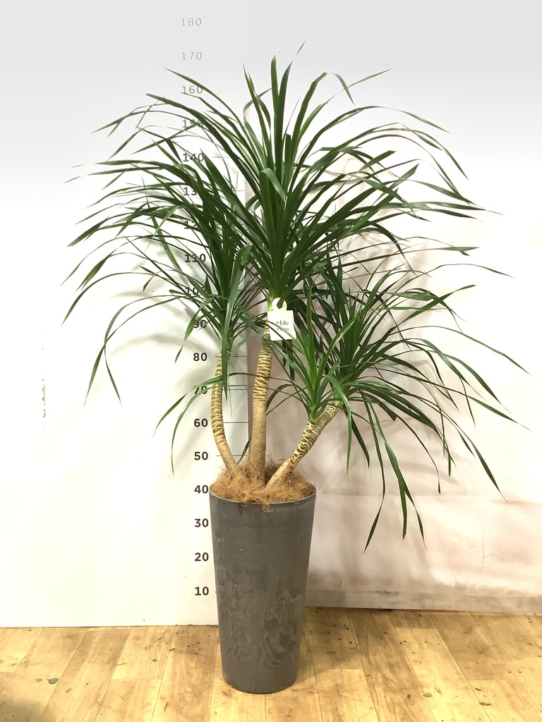 ドラセナ カンボジアーナ | 観葉植物通販HitoHana(ひとはな)
