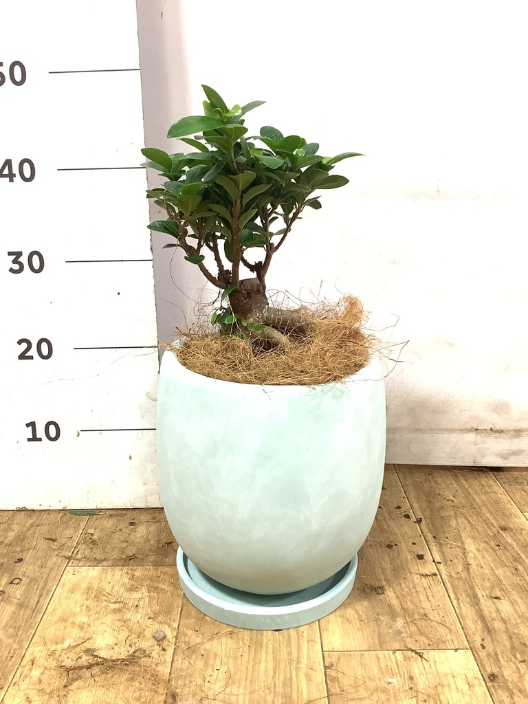 ガジュマル 6号 | 観葉植物 | インテリアやギフトに - Hitohana（ひと