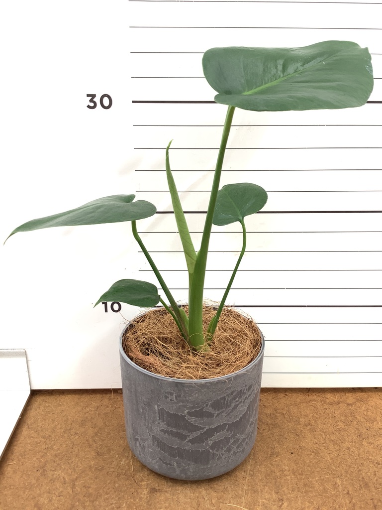 観葉植物 モンステラ 3号 レザーポット ブラウン 付き | 観葉植物なら