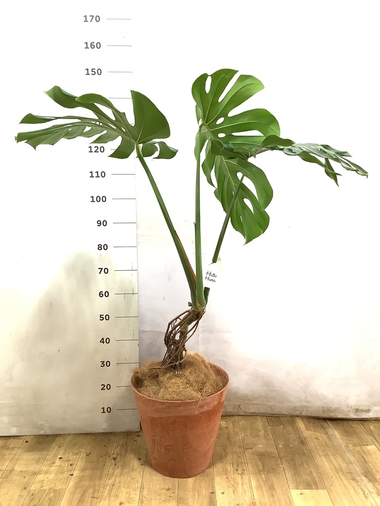 観葉植物 モンステラ 8号 根あがり セドナロング グレイ 付き | 観葉