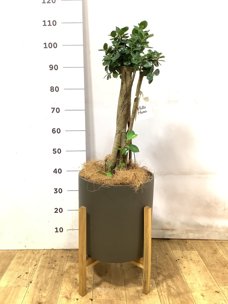 ガジュマル 1点もの（現品・現物） | 観葉植物通販HitoHana(ひとはな)