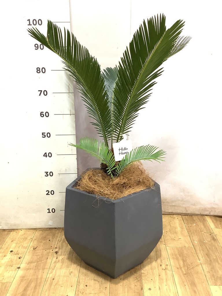 ソテツ | 観葉植物の通販ならHitoHana（ひとはな）