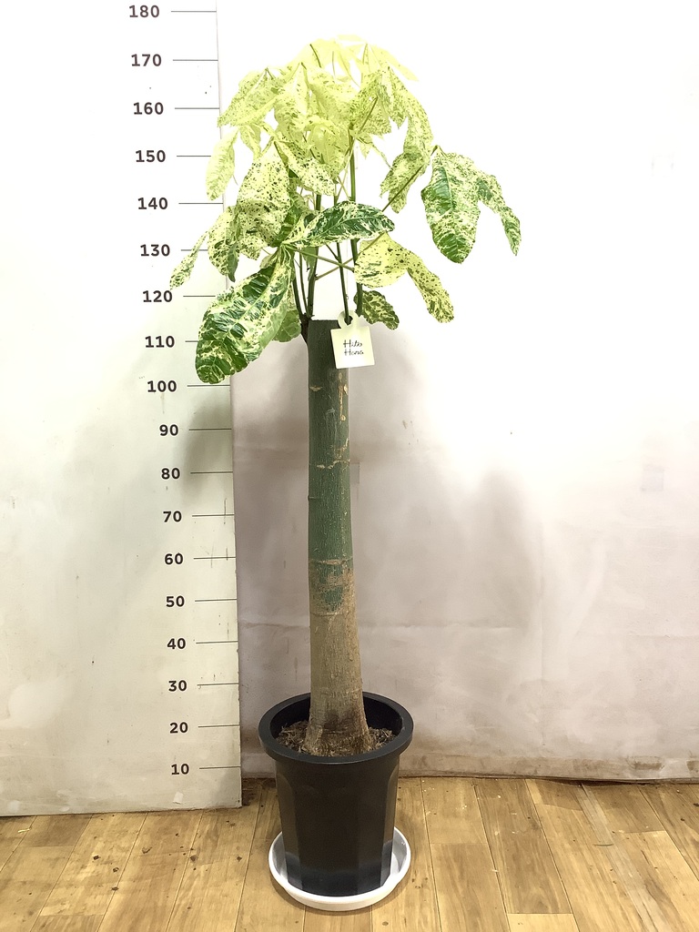 パキラ 朴 斑入り | 観葉植物の通販ならHitoHana（ひとはな）