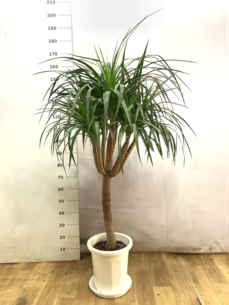 ドラセナ カンボジアーナ | 観葉植物通販HitoHana(ひとはな)