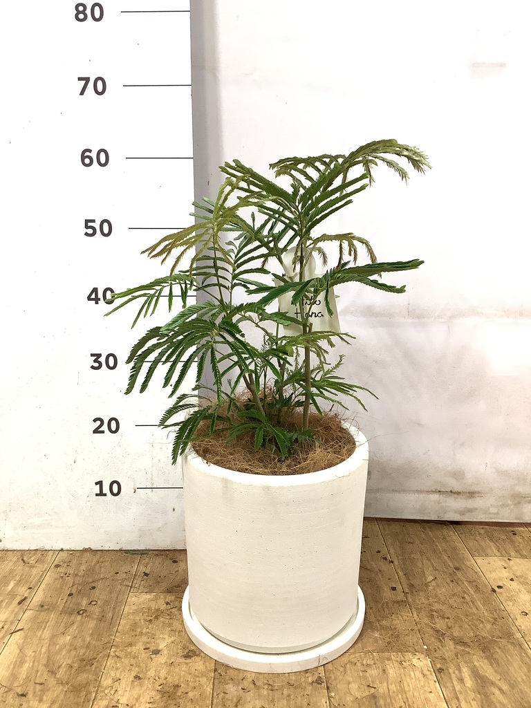 観葉植物 エバーフレッシュ 6号 プラスチック鉢 スタンダードポット