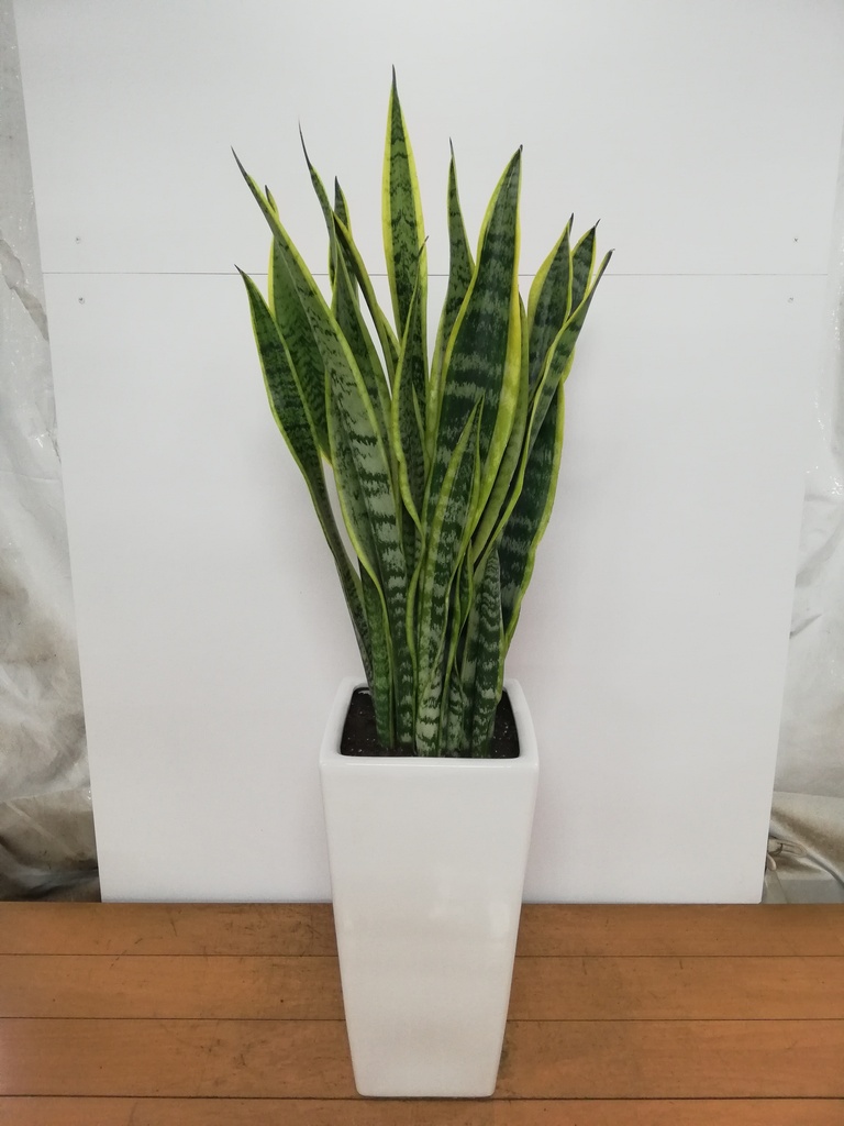 観葉植物 サンスベリア 7号 トラノオ 角高陶器 | 観葉植物ならHitoHana