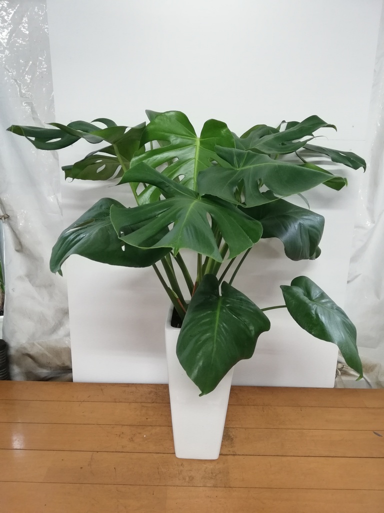 観葉植物 モンステラ【80cm】7号 斑入り プラスチック鉢 #69045 | 観葉
