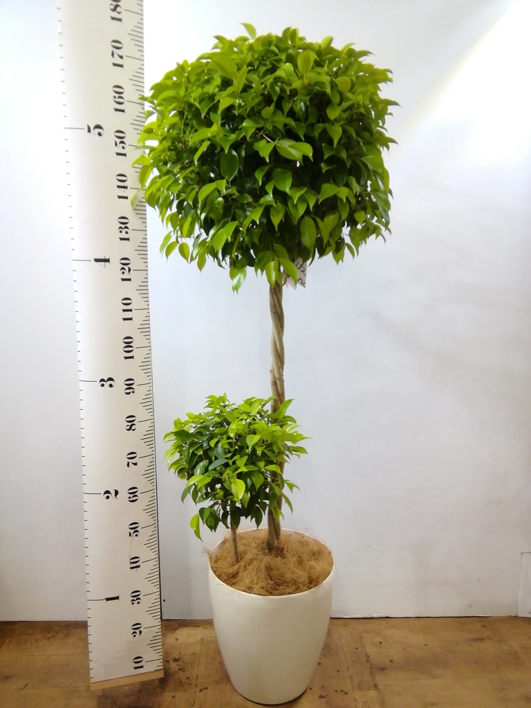 観葉植物 フィカス ベンジャミン 10号 玉造り プラスチック鉢 | 観葉