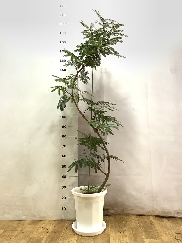 エバーフレッシュ 10号 | 観葉植物の通販ならHitoHana（ひとはな）