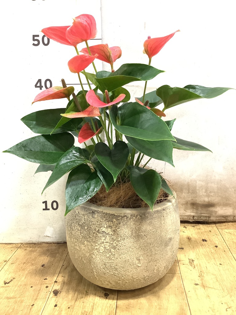 アンスリウム 5号 | 観葉植物 | 送料無料でお届け - Hitohana（ひとはな）