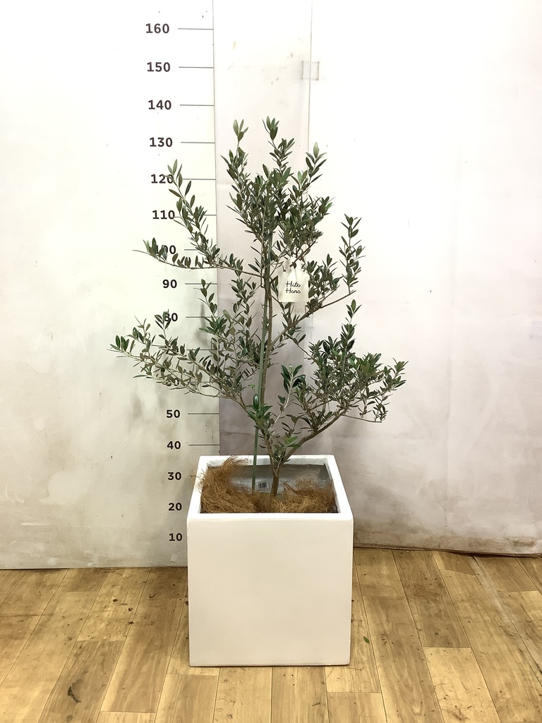 小倉園のオリーブ ルッカ | 観葉植物通販HitoHana(ひとはな)