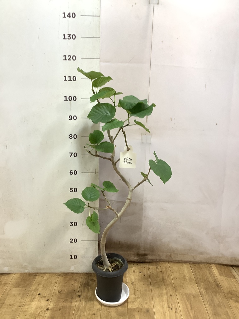 観葉植物 フィカス ウンベラータ 6号 曲り プラスチック鉢 | 観葉植物 観葉植物 フィカス ウンベラータ 6号 曲り プラスチック鉢 | 観葉植物