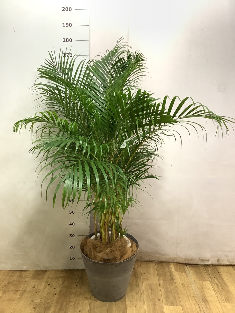 アレカヤシ 10号 | 観葉植物 | インテリアやギフトに - Hitohana（ひと