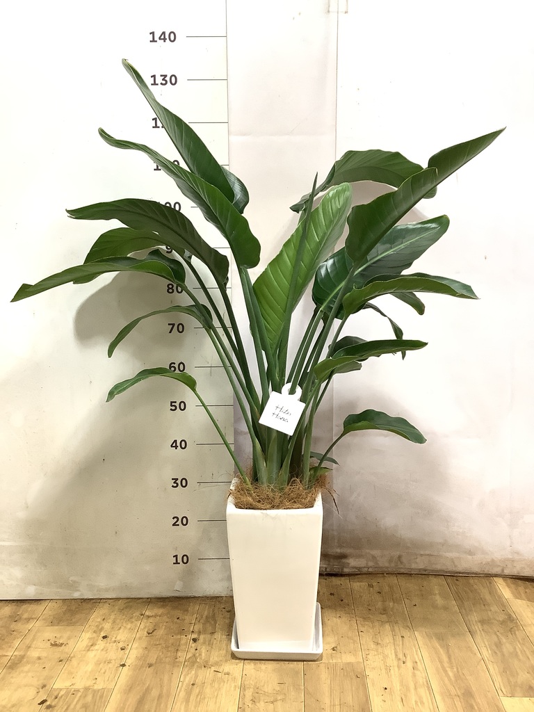 オーガスタ 8号 | 観葉植物の通販ならHitoHana