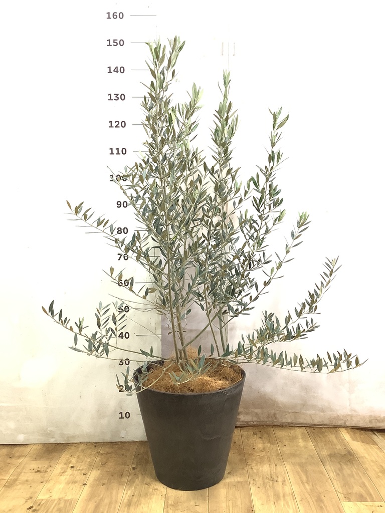 観葉植物 オリーブの木 8号 ピクアル コンカー キューブ 灰 付き