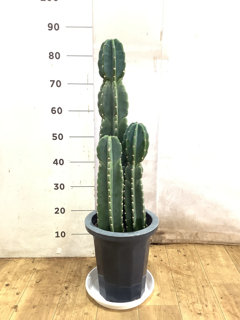 柱サボテン 8号 | 観葉植物通販HitoHana(ひとはな)