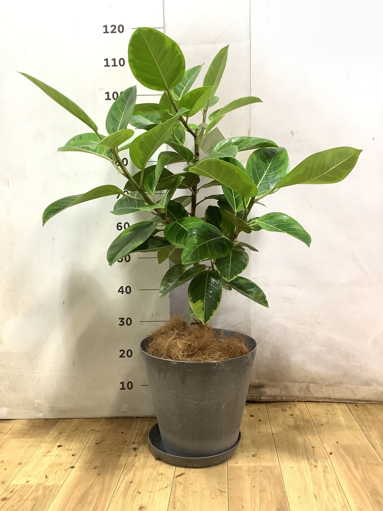 観葉植物 フィカス アルテシーマ 【お祝いにおすすめ】7号 アート