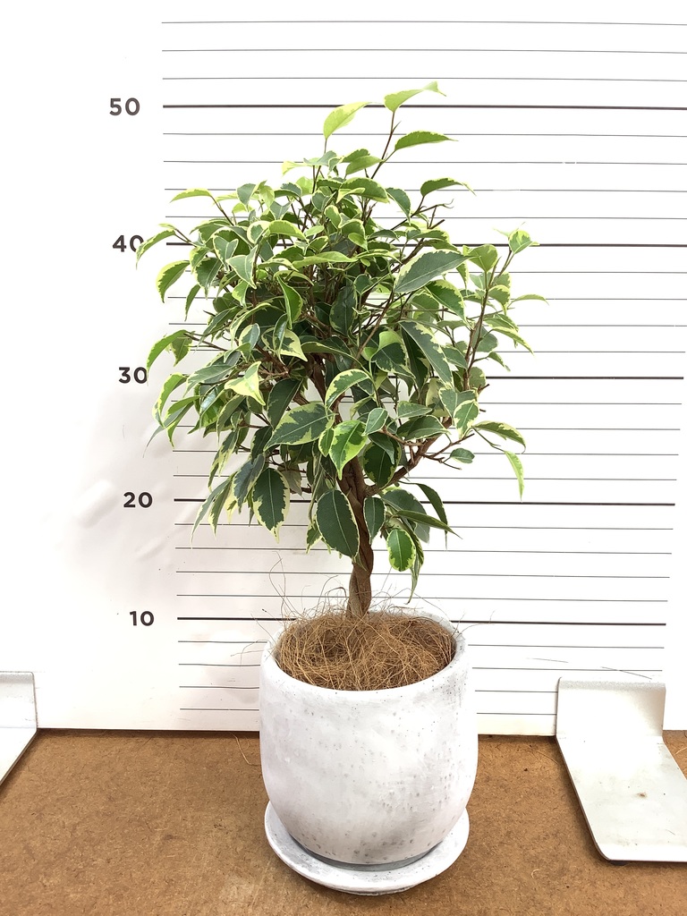 観葉植物 フィカス ベンジャミン 4号 プリンセス ルーツ 15 K ブラック