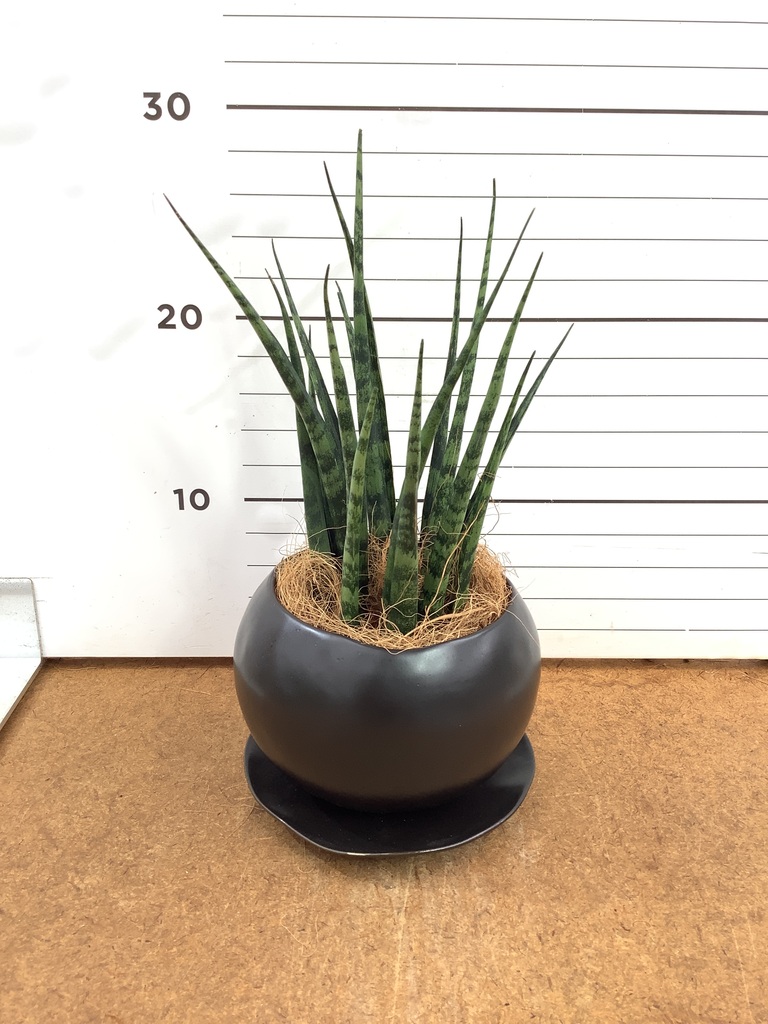 観葉植物 サンスベリア 3号 ミカド インナ 11 G 付き | 観葉植物なら