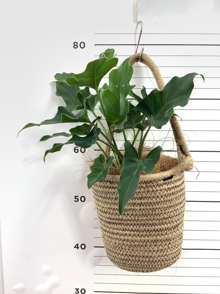 フィロデンドロン | 観葉植物の通販ならHitoHana（ひとはな）