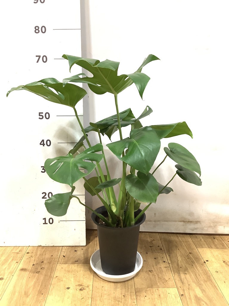 モンステラ 1点もの | 観葉植物 | 送料無料でお届け - Hitohana（ひと