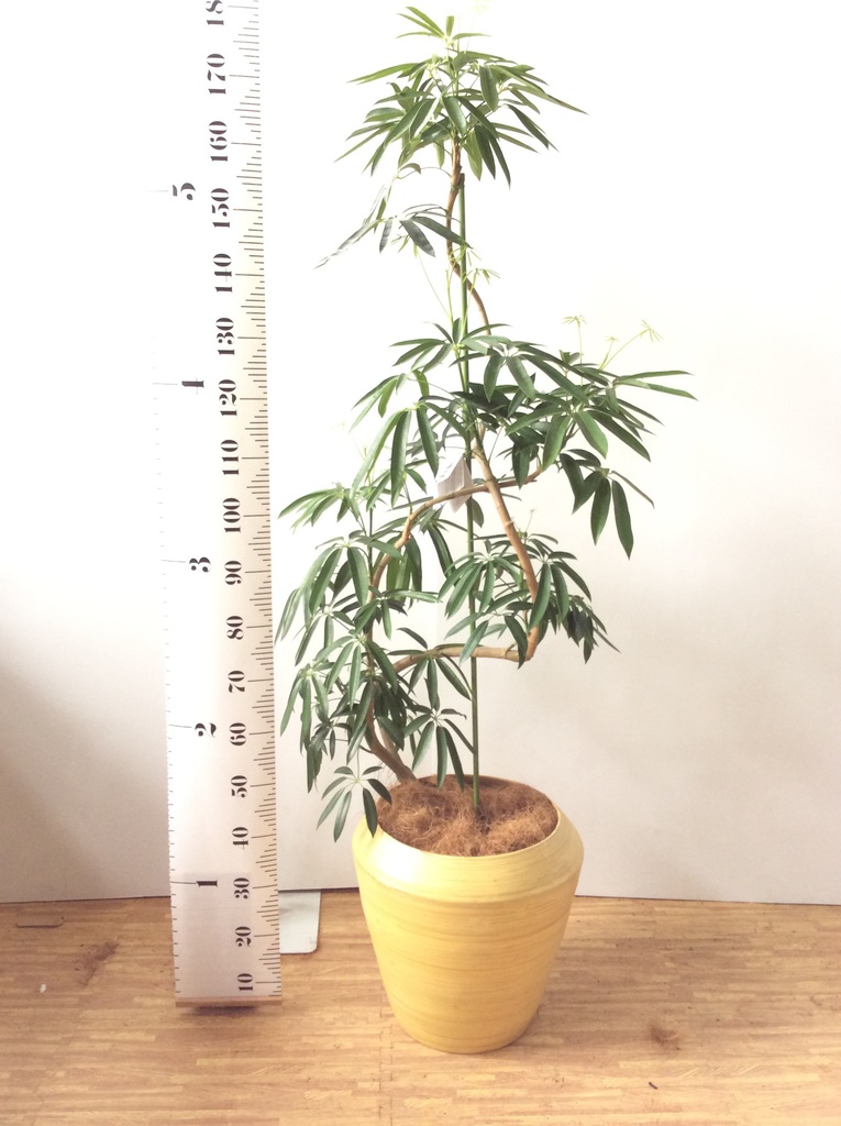 観葉植物 シェフレラ アンガスティフォリア 10号 曲り プラスチック鉢