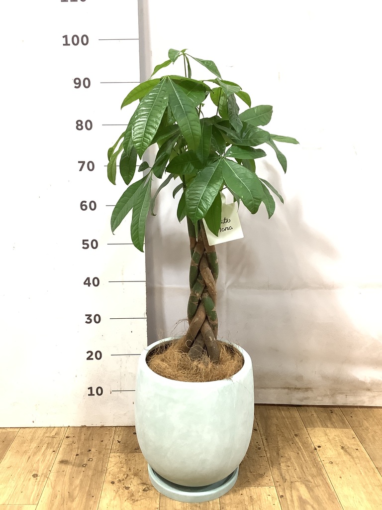 パキラ 7号 | 観葉植物の通販ならHitoHana（ひとはな）
