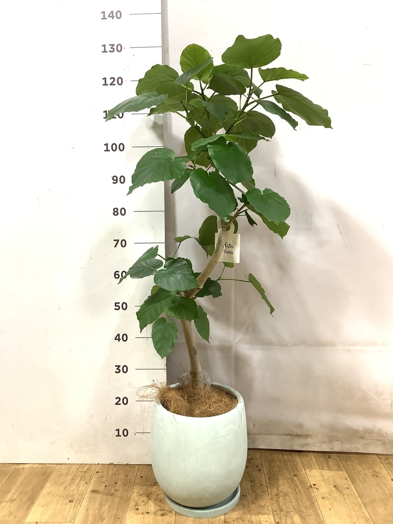 観葉植物 フィカス ウンベラータ 6号 曲り エステリ ピンク 付き