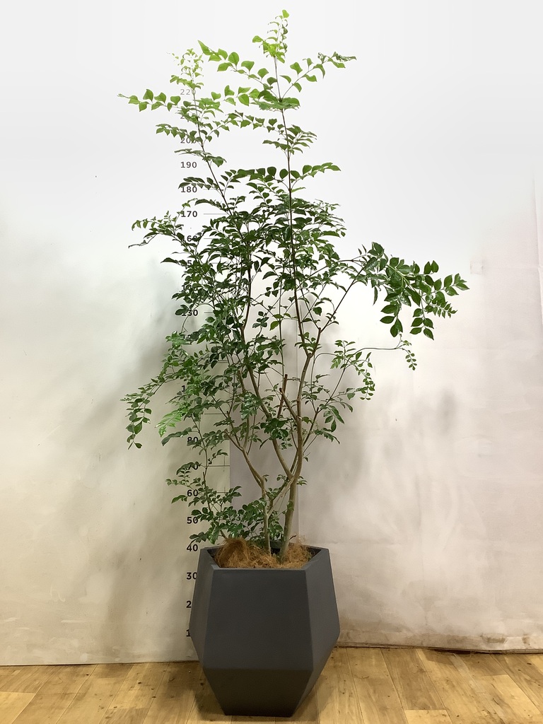 シマトネリコ 10号 | 観葉植物 | 送料無料でお届け - Hitohana（ひとはな）