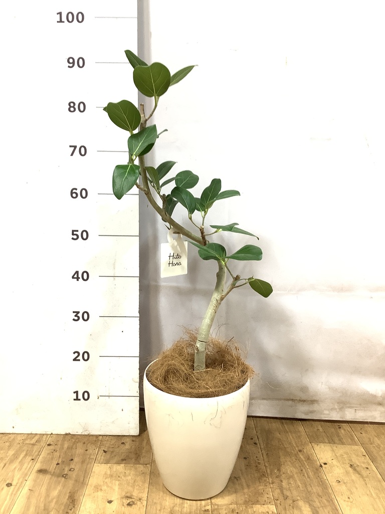 フィカス ベンガレンシス 1点もの（現品・現物） | 観葉植物 | 送料