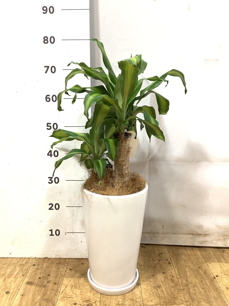 ドラセナ 6号 | 観葉植物の通販ならHitoHana（ひとはな）