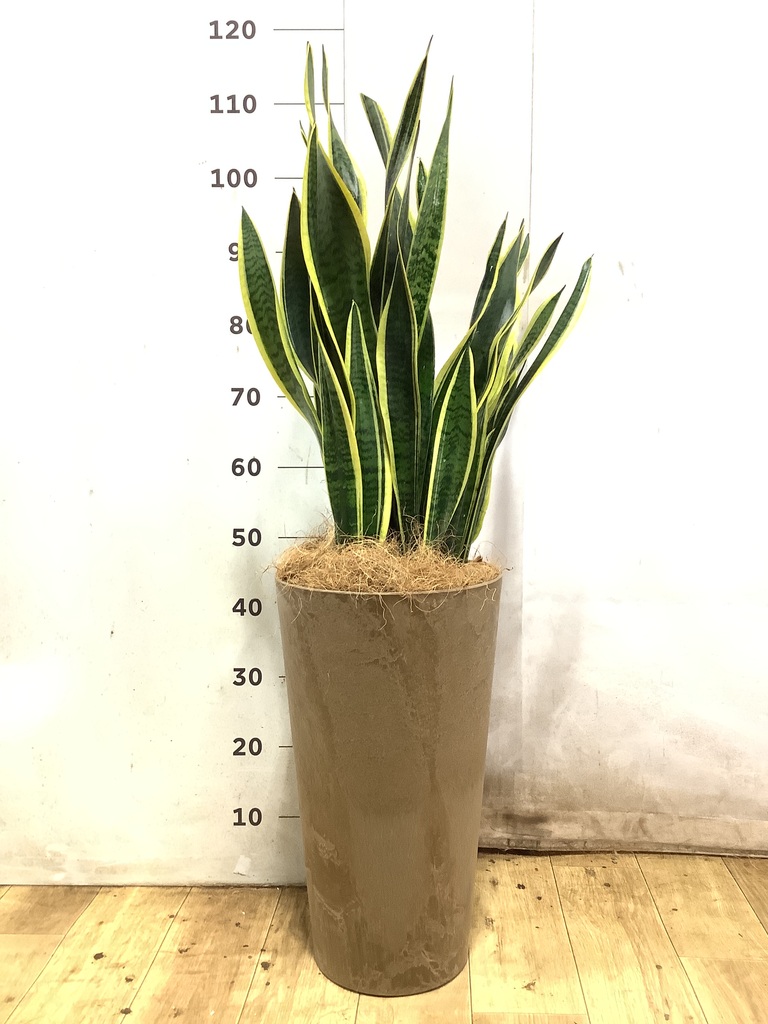 サンスベリア 8号 | 観葉植物 | インテリアやギフトに - Hitohana