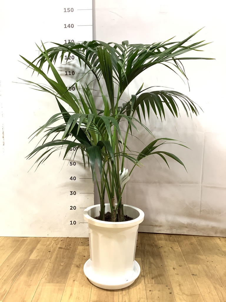 ケンチャヤシ | 観葉植物の通販ならHitoHana（ひとはな）